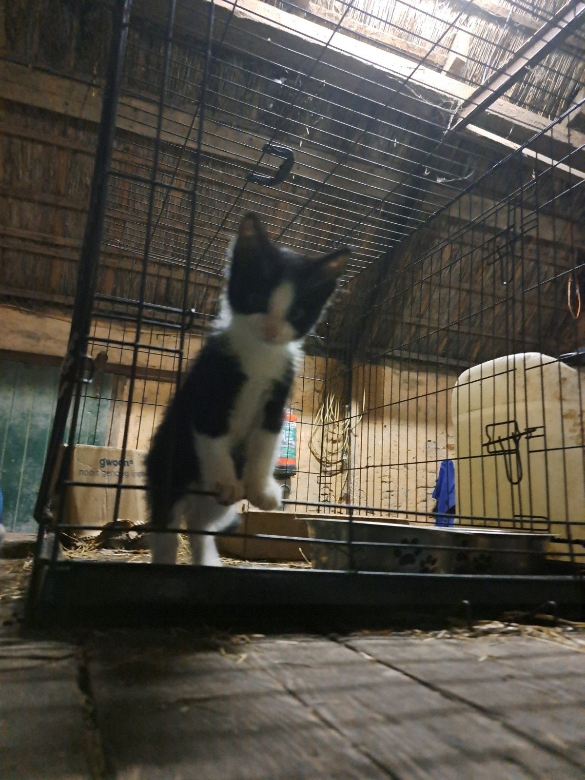 Kitten/jonge poesjes te koop, Dieren en Toebehoren, Kater
