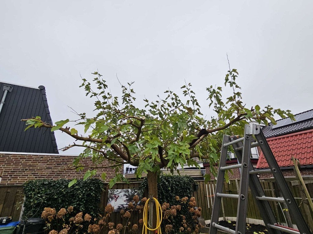 BOOM Morus alba Witte moerbei, Volle zon, Vaste plant, Ophalen of Verzenden, Fruitplanten