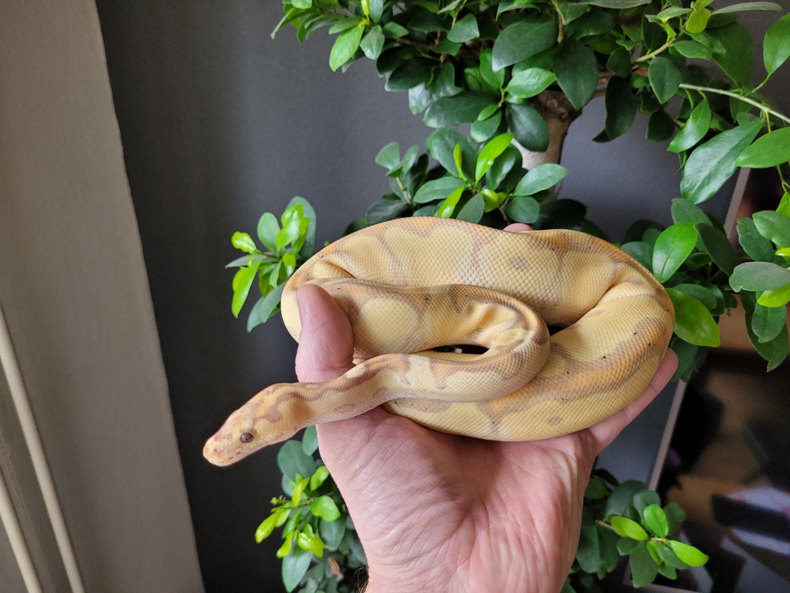 Ballpython, regius Enchi Banana Clown vrouw 0.1 eind 2025 Ball Python photo 2