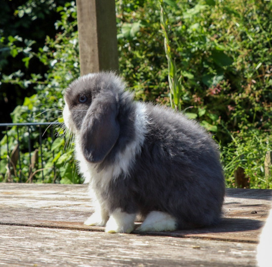 Minilop rammetje beschikbaar, Dieren en Toebehoren, Mannelijk, Klein, Hangoor, 0 tot 2 jaar