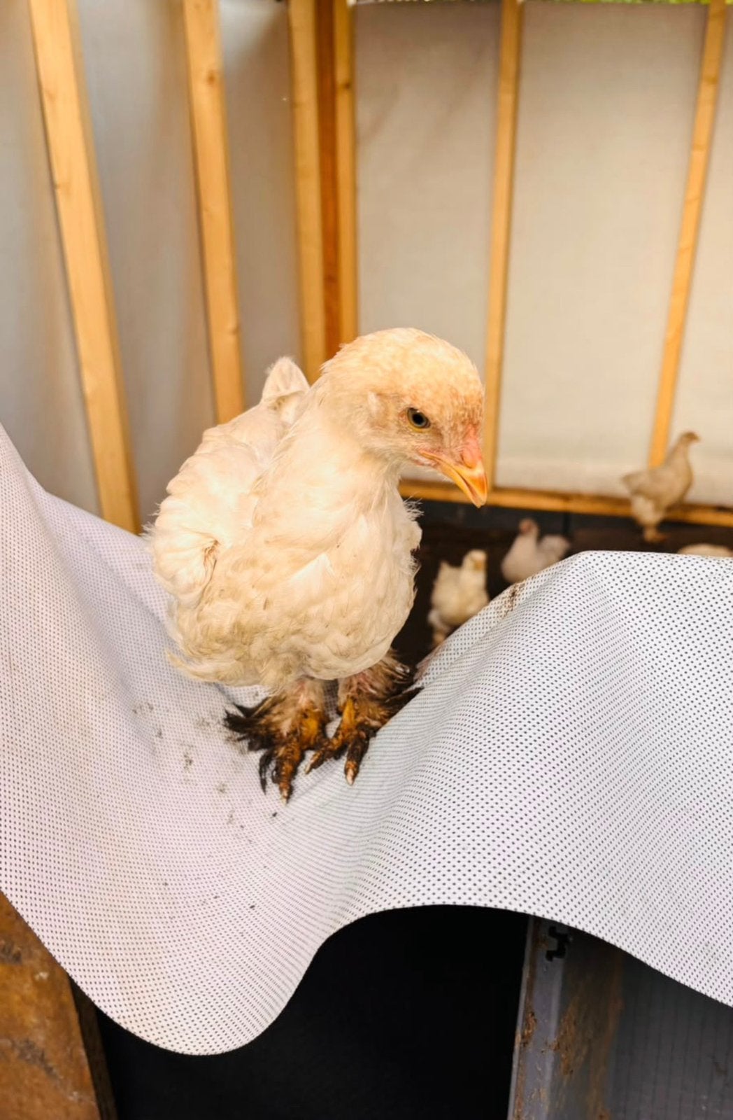 Witte brahma (Hennen en hanen), Dieren en Toebehoren, Meerdere dieren, Kip
