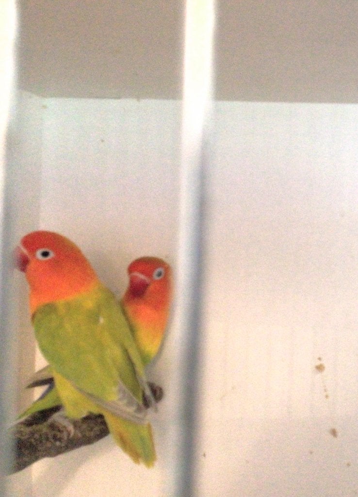 Agapornis Fischeri Dilute, Meerdere dieren, Dwergpapegaai of Agapornis, Geringd