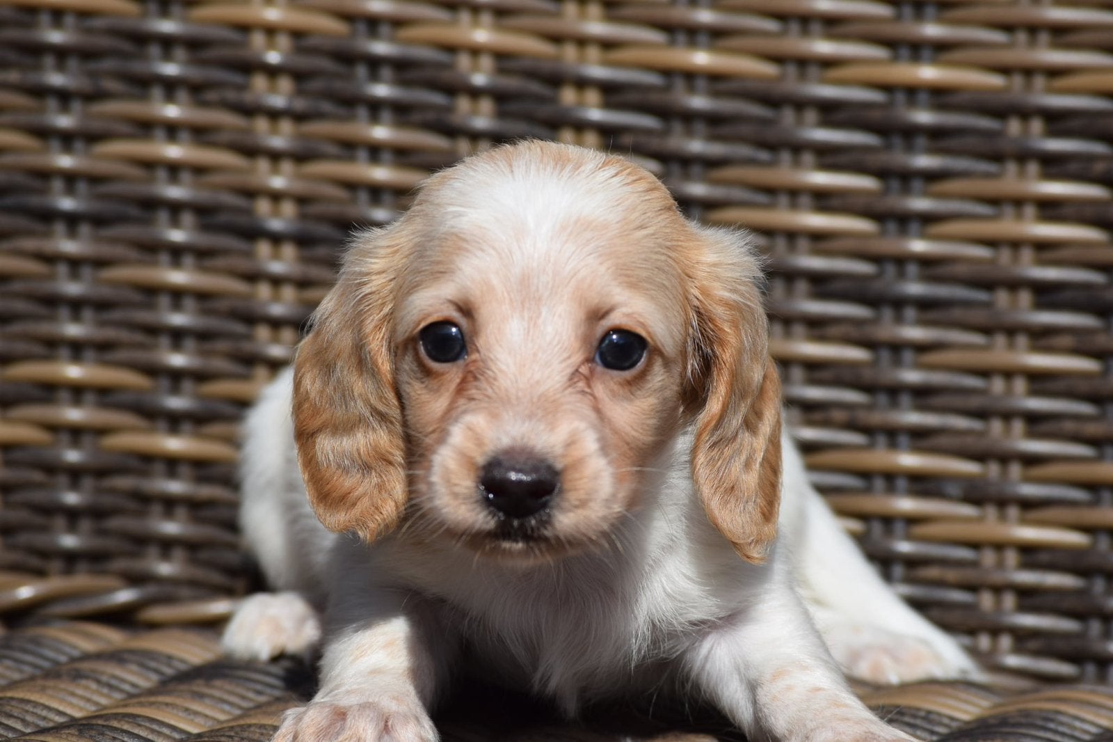 ️🔥langhaar blonde dwerg teckel pups cream/blond🔥, 8 tot 15 weken, Dwerg, Langhaar, Meerdere