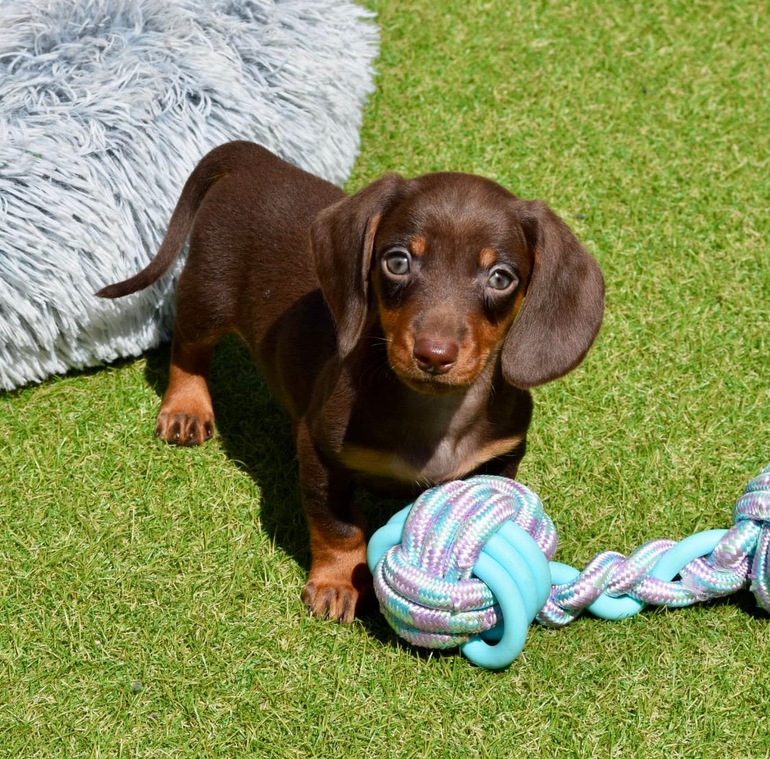 ❤️ Dwerg teckel pups  ❤️ tekkel, puppy’s, 8 tot 15 weken, Korthaar, Dwerg, Meerdere
