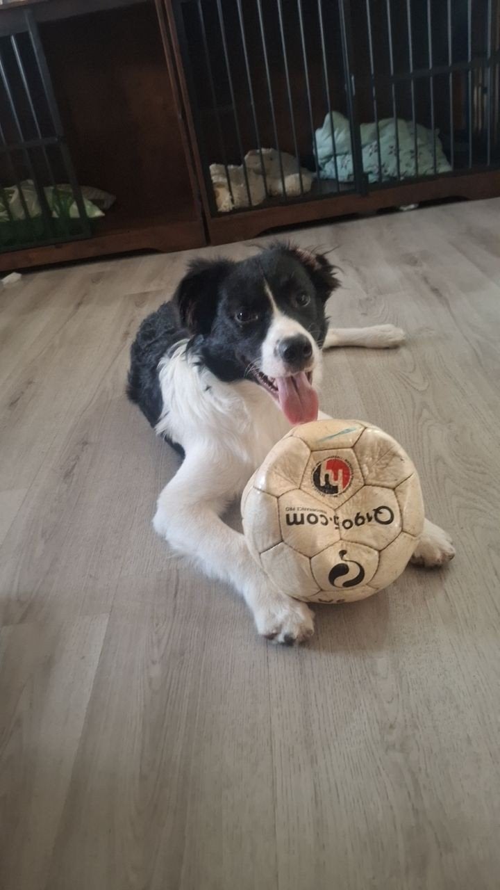 Australian Shepherd x Border-stabij pup, 15 weken tot 1 jaar, Reu, Groot, Eén hond