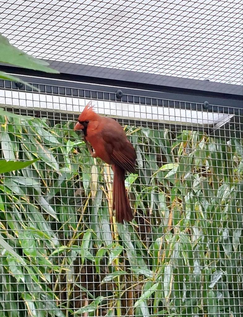 Rode kardinaal man, Dieren en Toebehoren, Vogels | Overige Vogels, Mannelijk