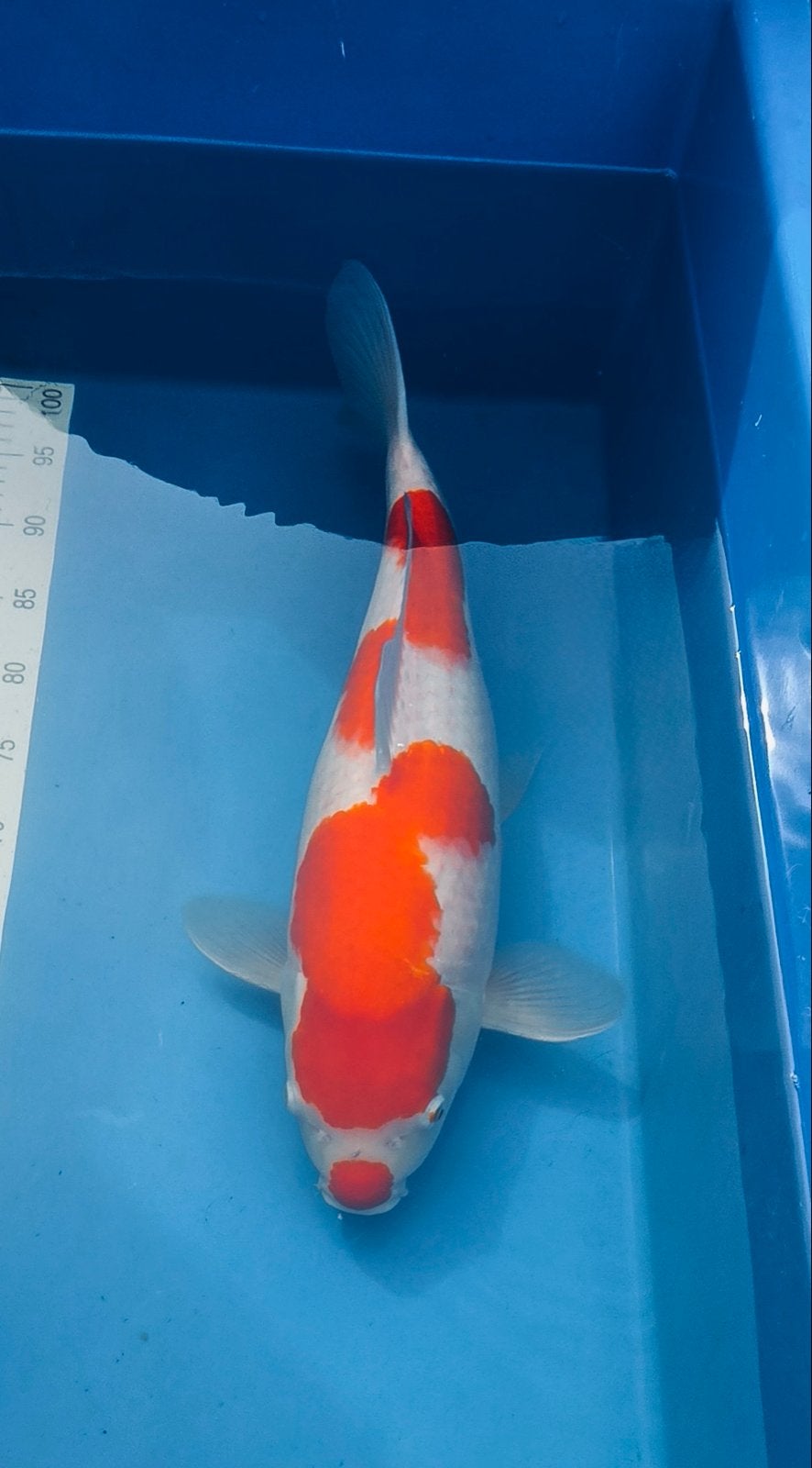 Kohaku van Marudo, Japanse koi, Vis