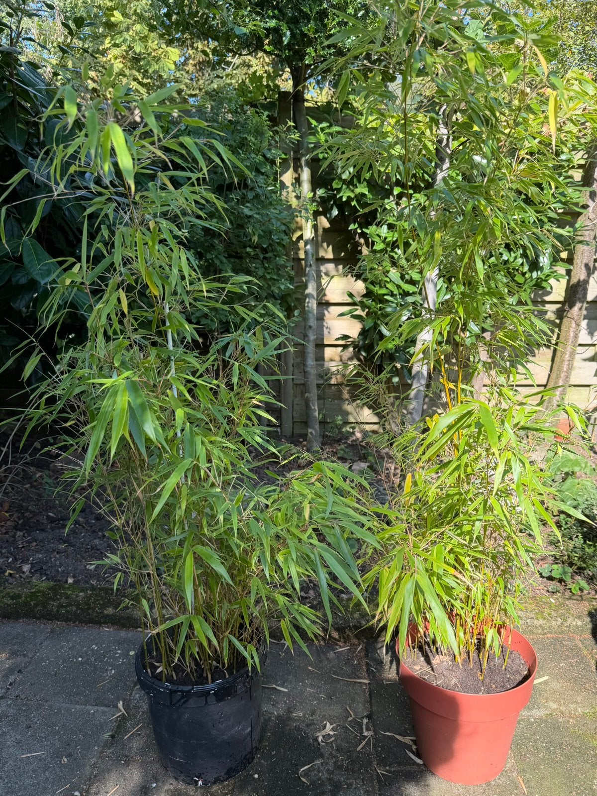 2x Bamboe plant in pot- 150cm, Tuin en Terras, Ophalen, Bloeit niet, Overige soorten, Halfschaduw