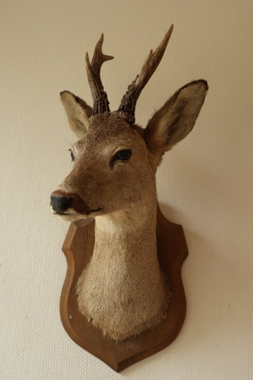 Taxidermie Opgezette Reeënkop met gewei, Verzamelen, Dierenverzamelingen, Ophalen of Verzenden, Gebruikt, Hert, Gewei of Kop