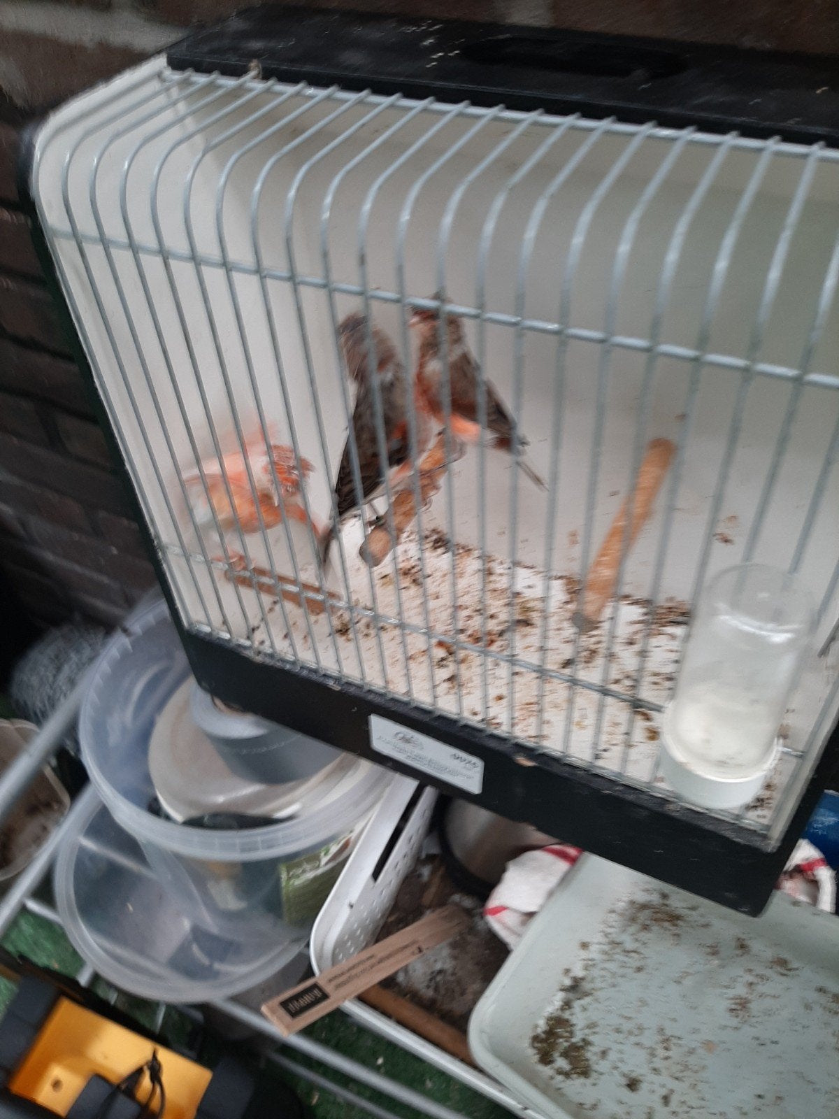t.k. 5 mooie harlekijn kanaries 2026 div klr 2p/3man, Dieren en Toebehoren, Vogels | Kanaries, Meerdere dieren, Kleurkanarie