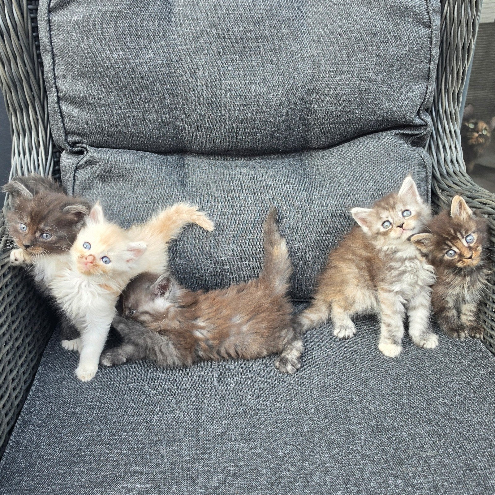 Nog 3 Mainecoon kittens te koop, Meerdere dieren, Langharig, 0 tot 2 jaar