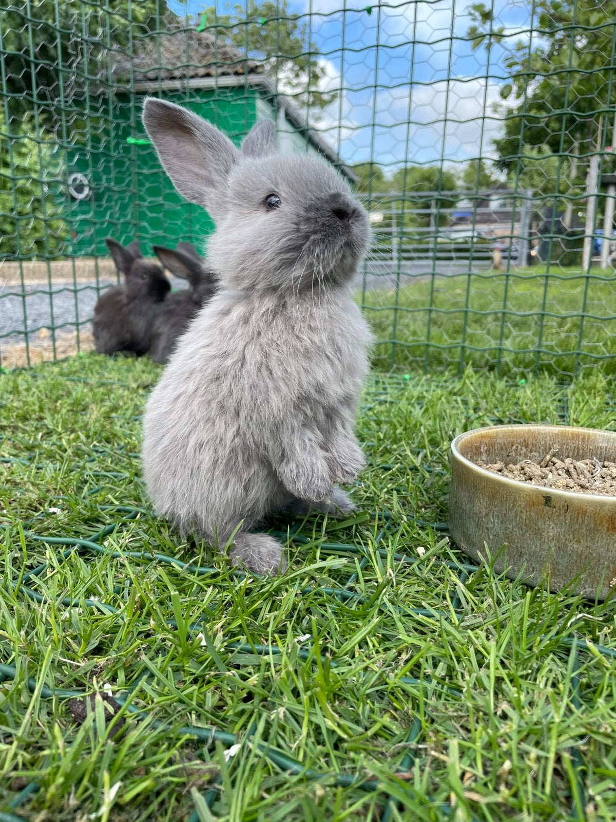 Duitse reus, Dieren en Toebehoren, Meerdere dieren, Groot