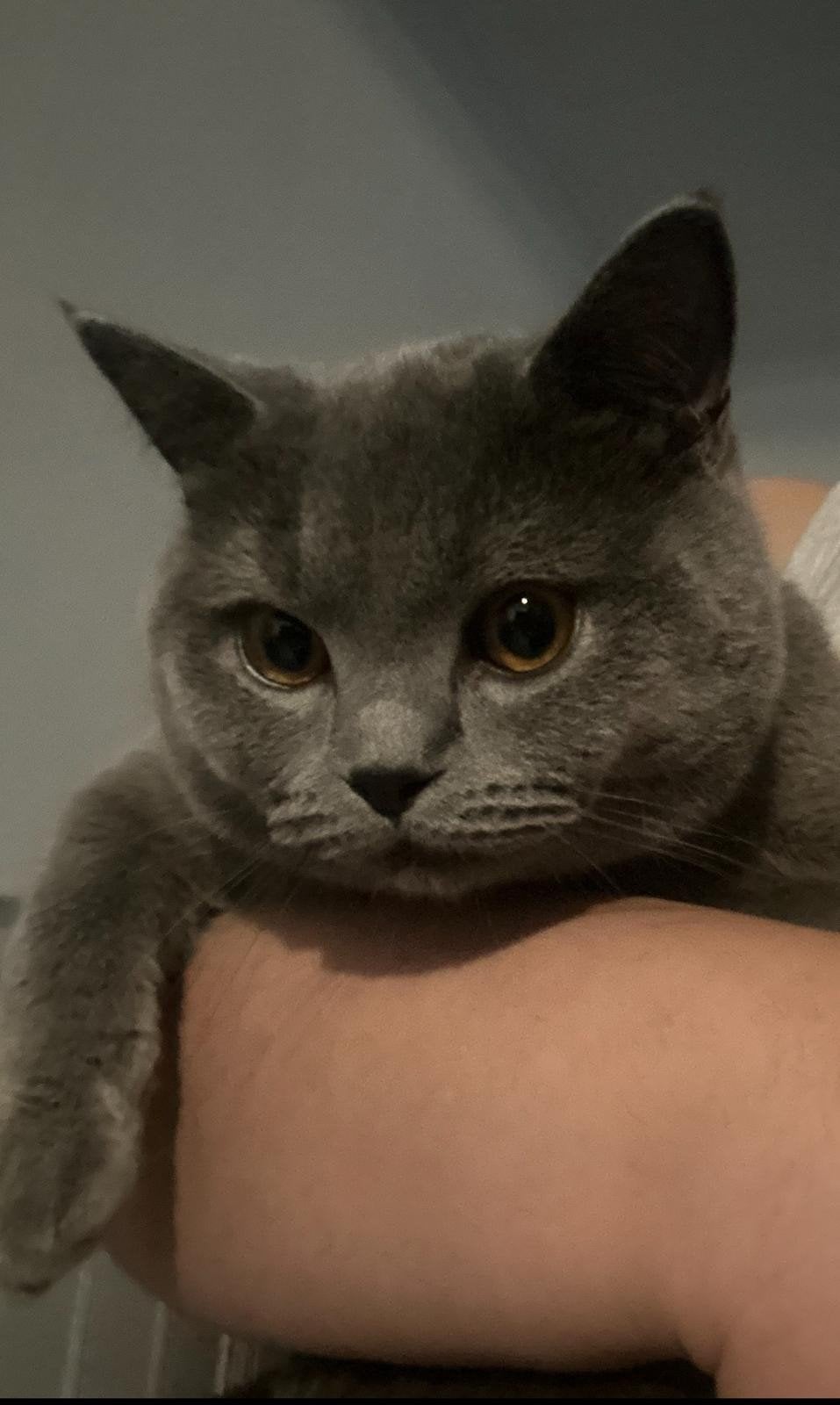 Kat, Dieren en Toebehoren, Kater