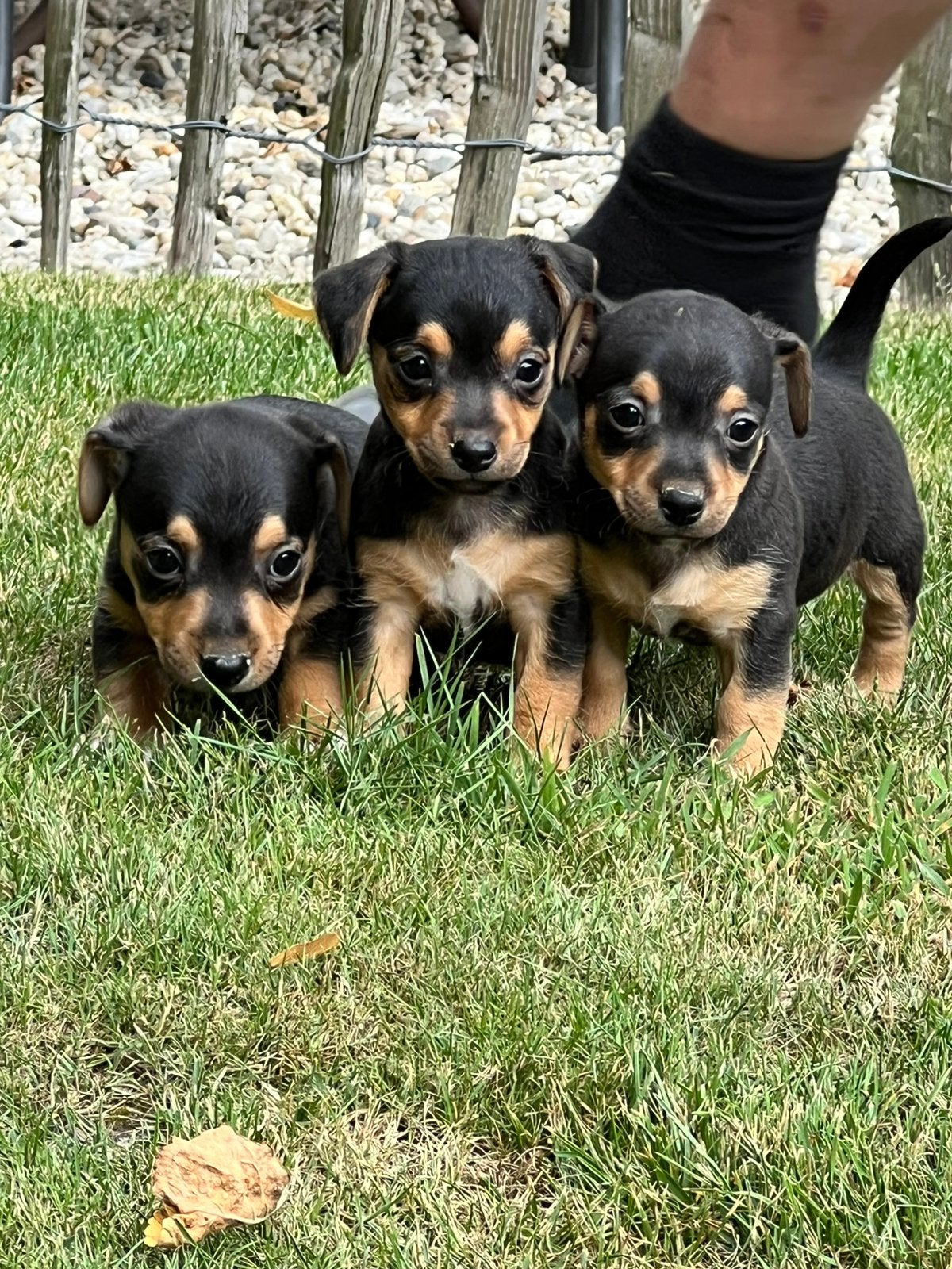 Jack russell pups, Parvo, Jack Russell Terriër, 8 tot 15 weken, Meerdere