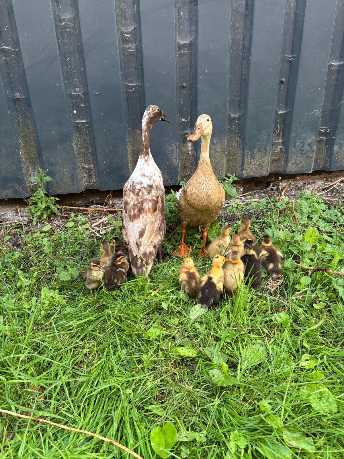 Loopeenden/ pulletjes, Meerdere dieren, Eend