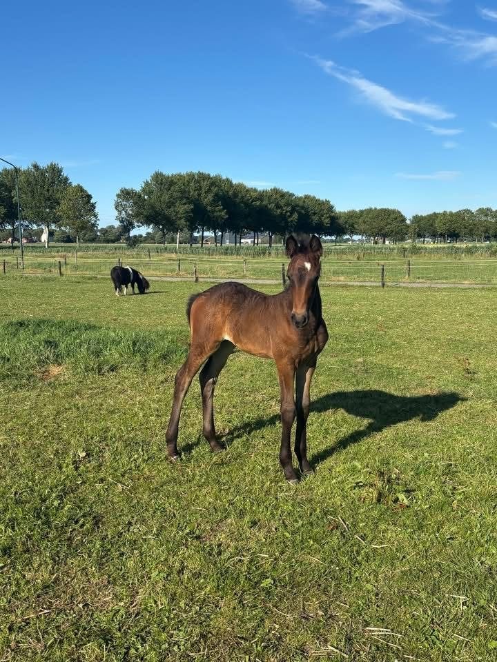 Jaarling merrie Fries x Tuiger, Dieren en Toebehoren, Paarden, Merrie, Minder dan 160 cm, Met stamboom, Niet van toepassing