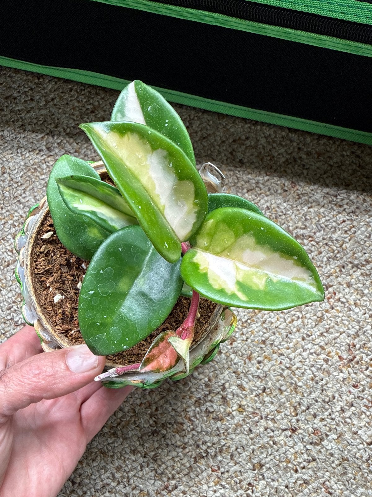 Hoya Carnosa 'Krimson Princes, Huis en Inrichting, Overige soorten, In pot, Minder dan 100 cm, Groene kamerplant