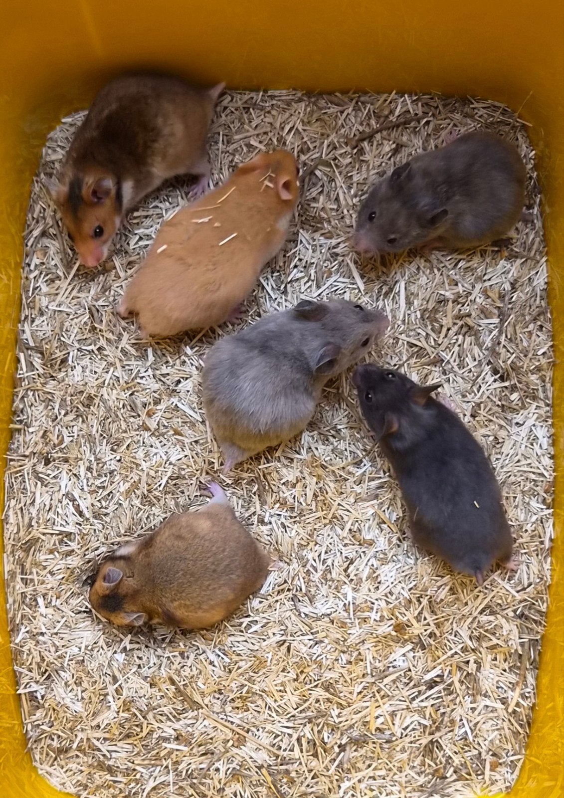 Syrische hamsters (goudhamsters) jong verschillende kleuren, Dieren en Toebehoren, Hamster, Augustus, Meerdere dieren, Tam