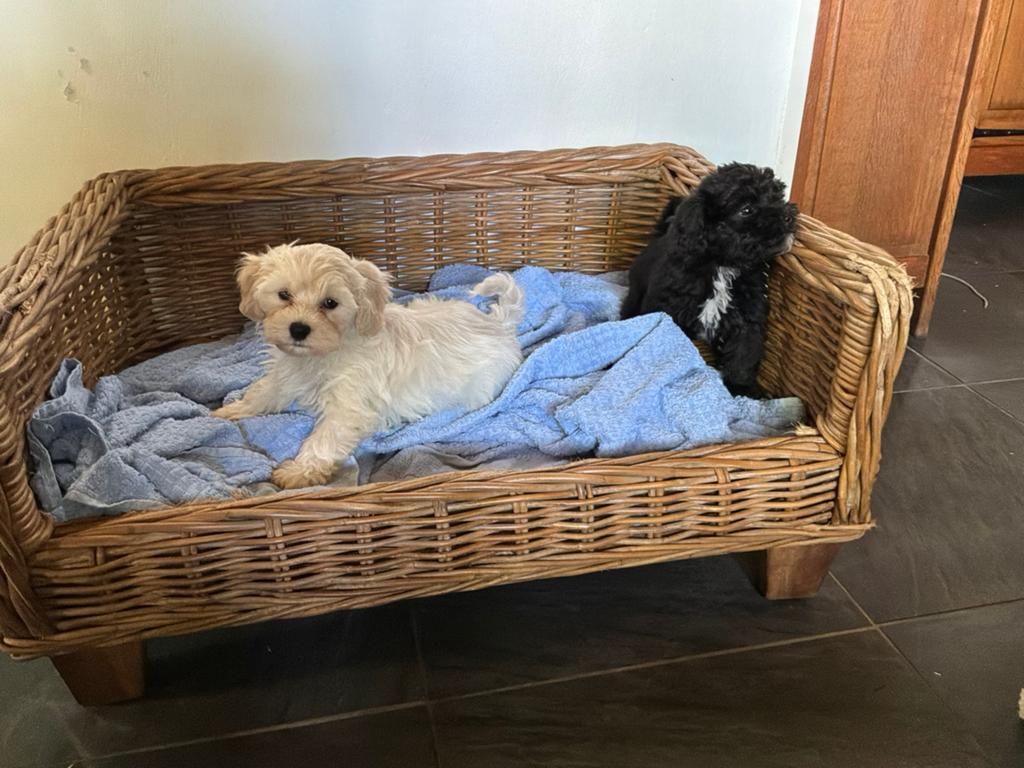 Maltezer x poedel (maltipoo), Parvo, Nederland, 8 tot 15 weken, Meerdere