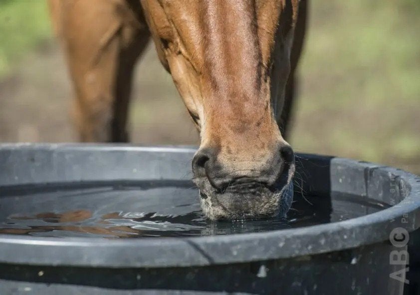 Wie kan mij helpen aan water voor de paarden., Dieren en Toebehoren, Ophalen of Verzenden