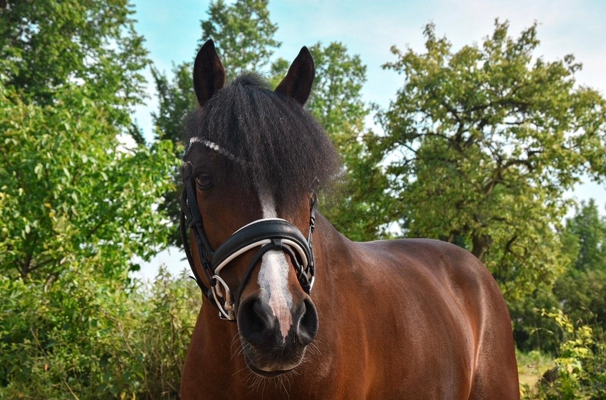 Super knappe lieve C pony, Met stamboom, Ruin, Dressuurpony, M