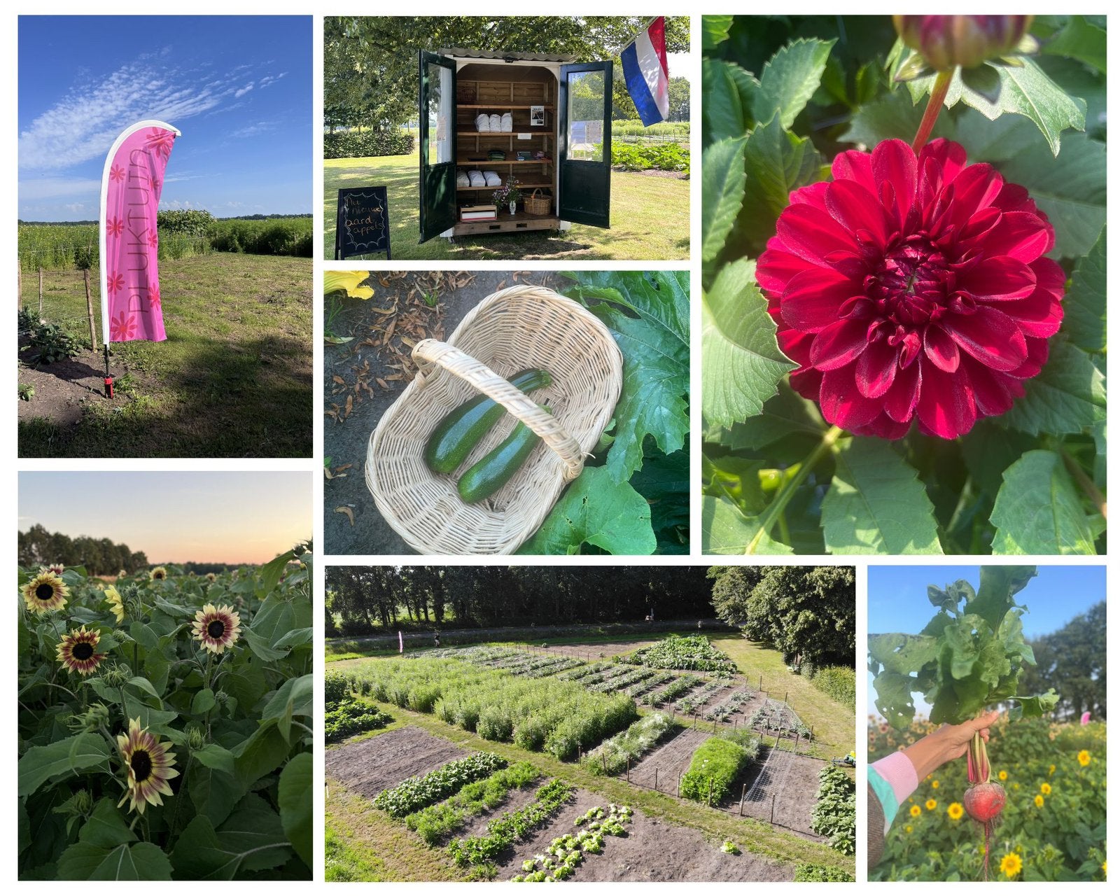 Pluktuin Zeijen: Bloemen en Groenten Zelf Oogst, Ophalen, Volle zon, Groenteplanten, Eenjarig
