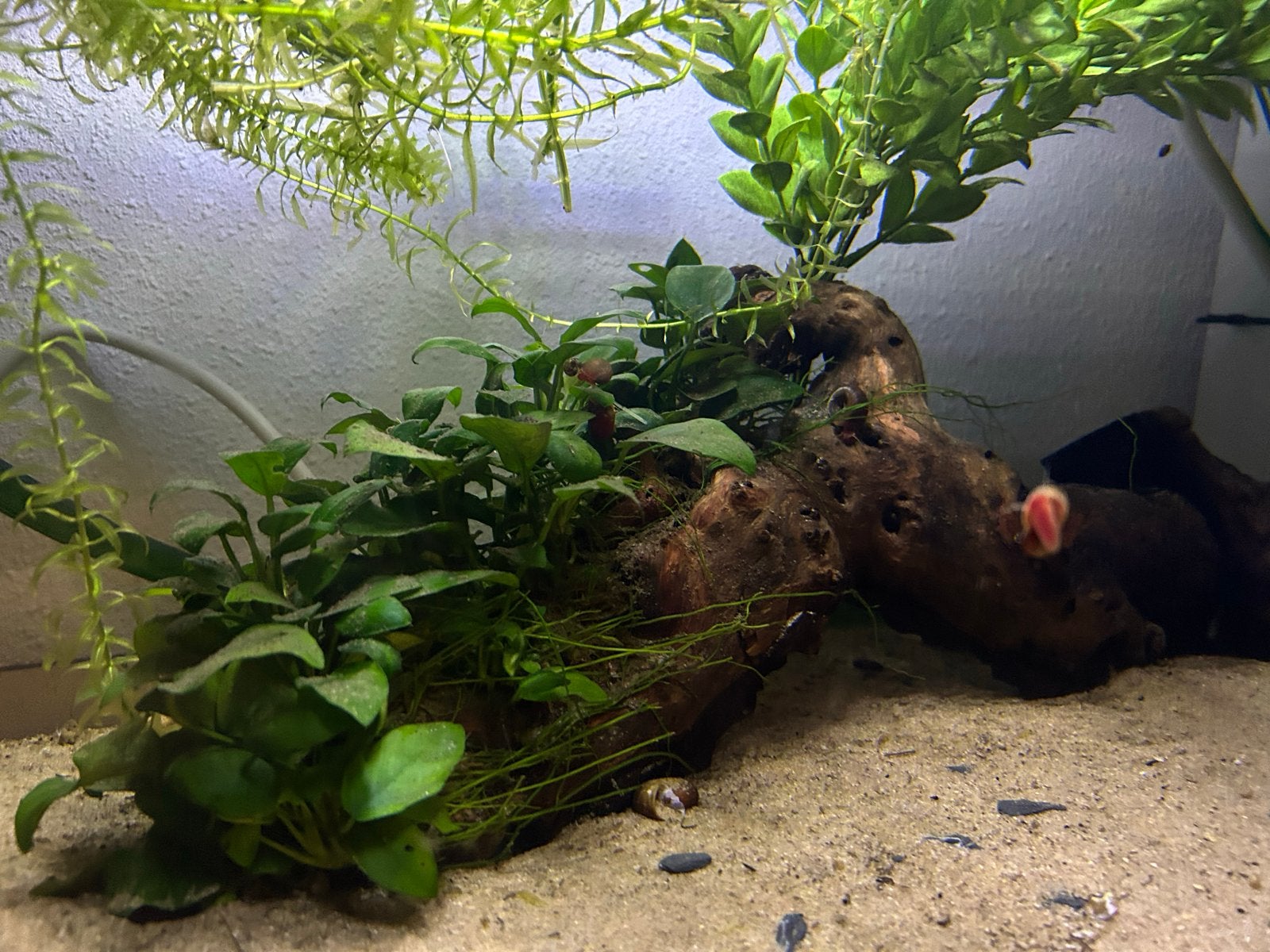 Verschillende stukken kienhout met o.a. anubias, Ophalen of Verzenden, Inclusief planten, Zo goed als nieuw, Plant(en), Steen of Hout