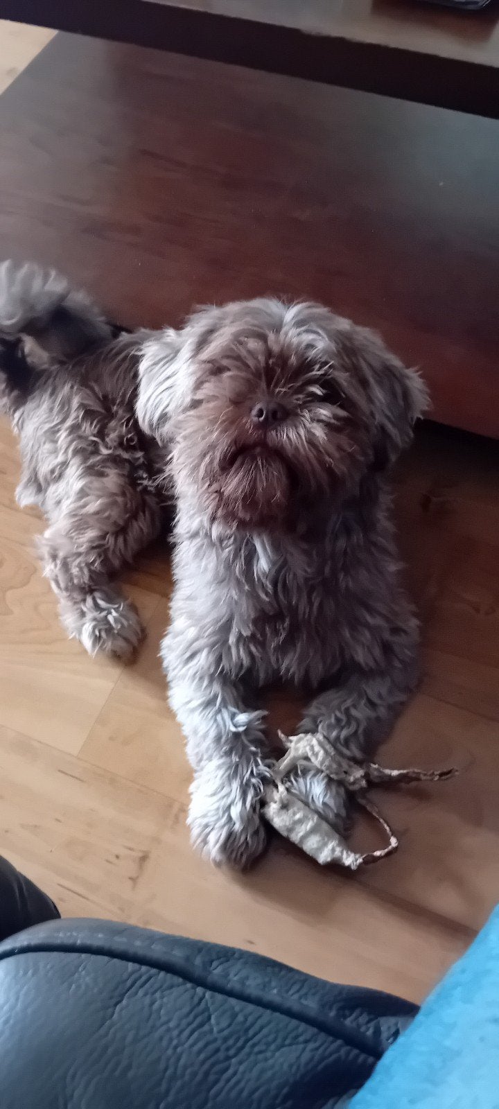 Shih tzu gezelschapshondje, Dieren en Toebehoren, Overige rassen, Teef, Eén hond, 3 tot 5 jaar