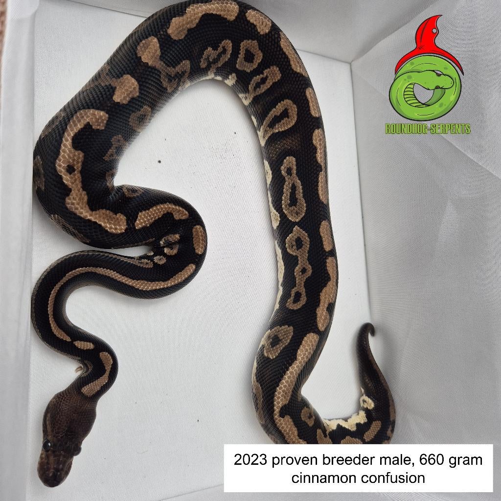 regius cinnamon confusion Ball Python - unknown for sale from Roundhog serpents