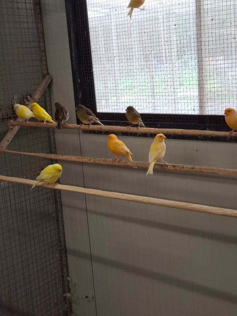 Kanaries in diverse kleuren, Dieren en Toebehoren, Meerdere dieren, Kleurkanarie