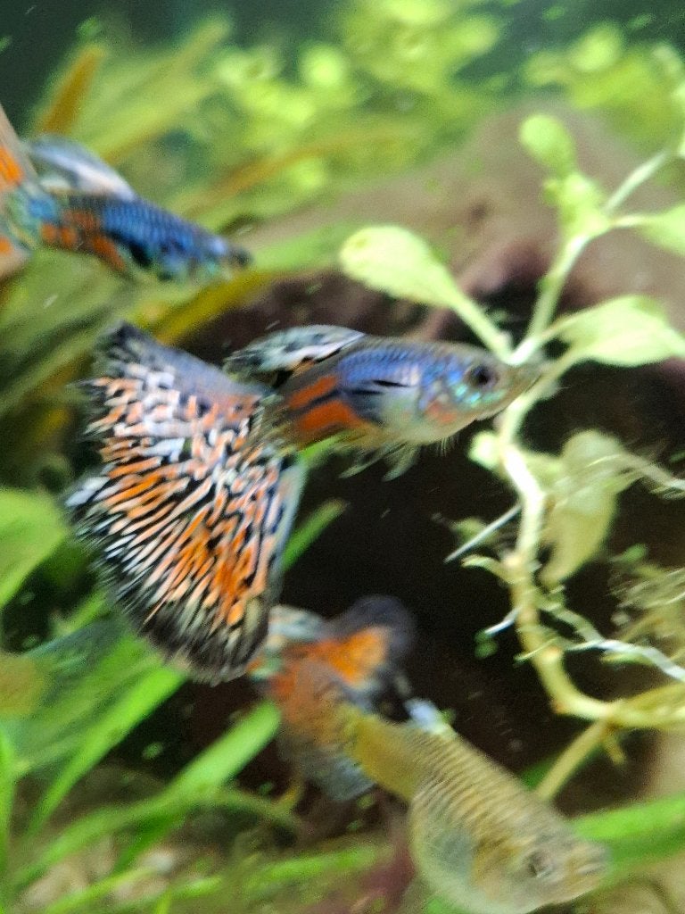 groep mooie grass guppen, Vis, Zoetwatervis