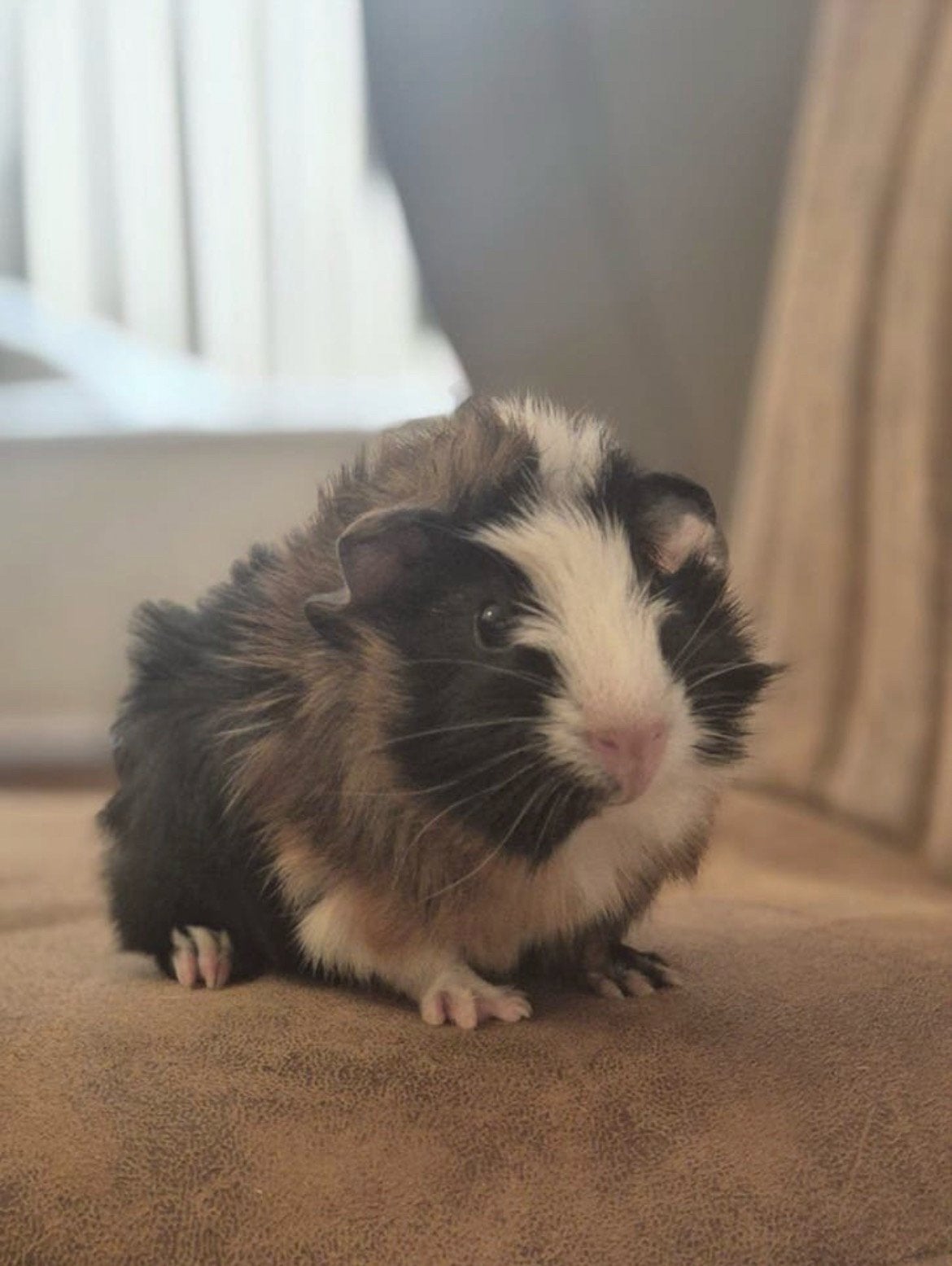 Jong tam cavia beertje zoekt een vriendje!, Dieren en Toebehoren, Cavia, Juni, Mannelijk, Tam