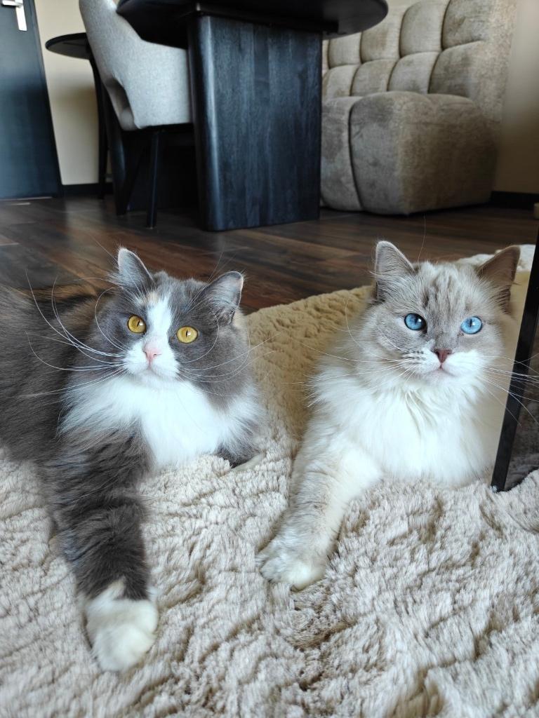 Twee lieve ragdoll poezen ( 2 jaar) zoeken nieuw thuis, Dieren en Toebehoren, Poes, Gechipt, 0 tot 2 jaar