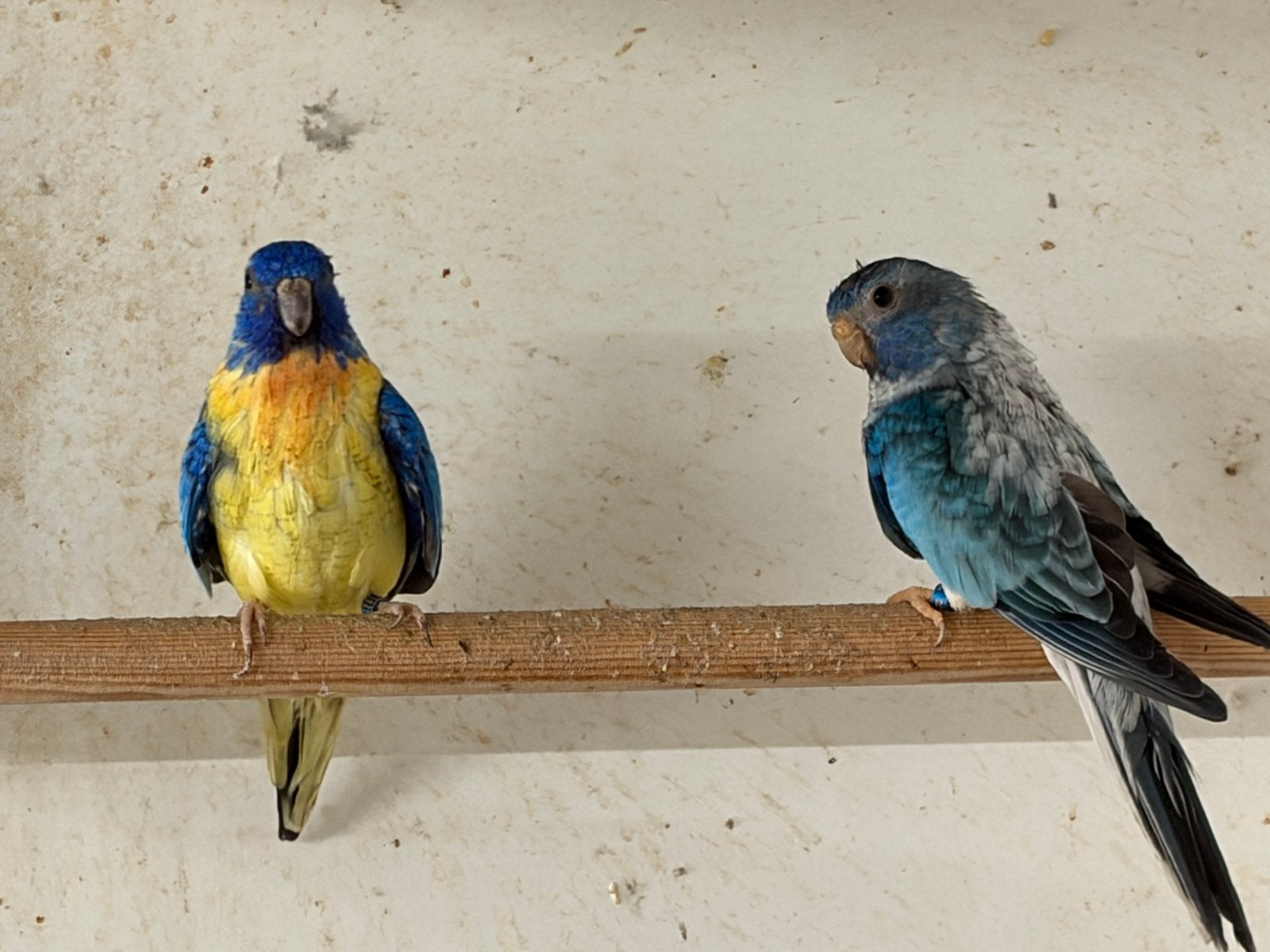 Koppel Splendids 2023, Dieren en Toebehoren, Vogels | Parkieten en Papegaaien, Meerdere dieren, Parkiet