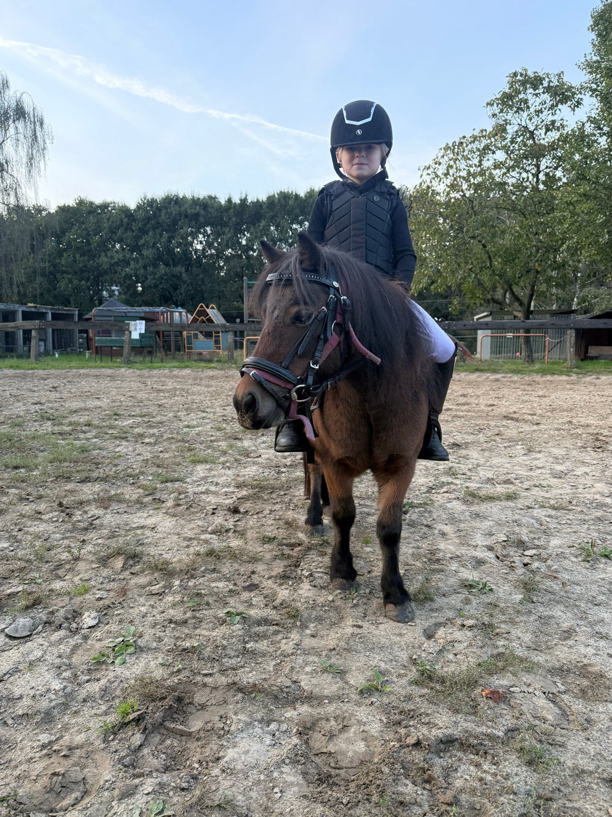 Shetlander merrie, Dieren en Toebehoren