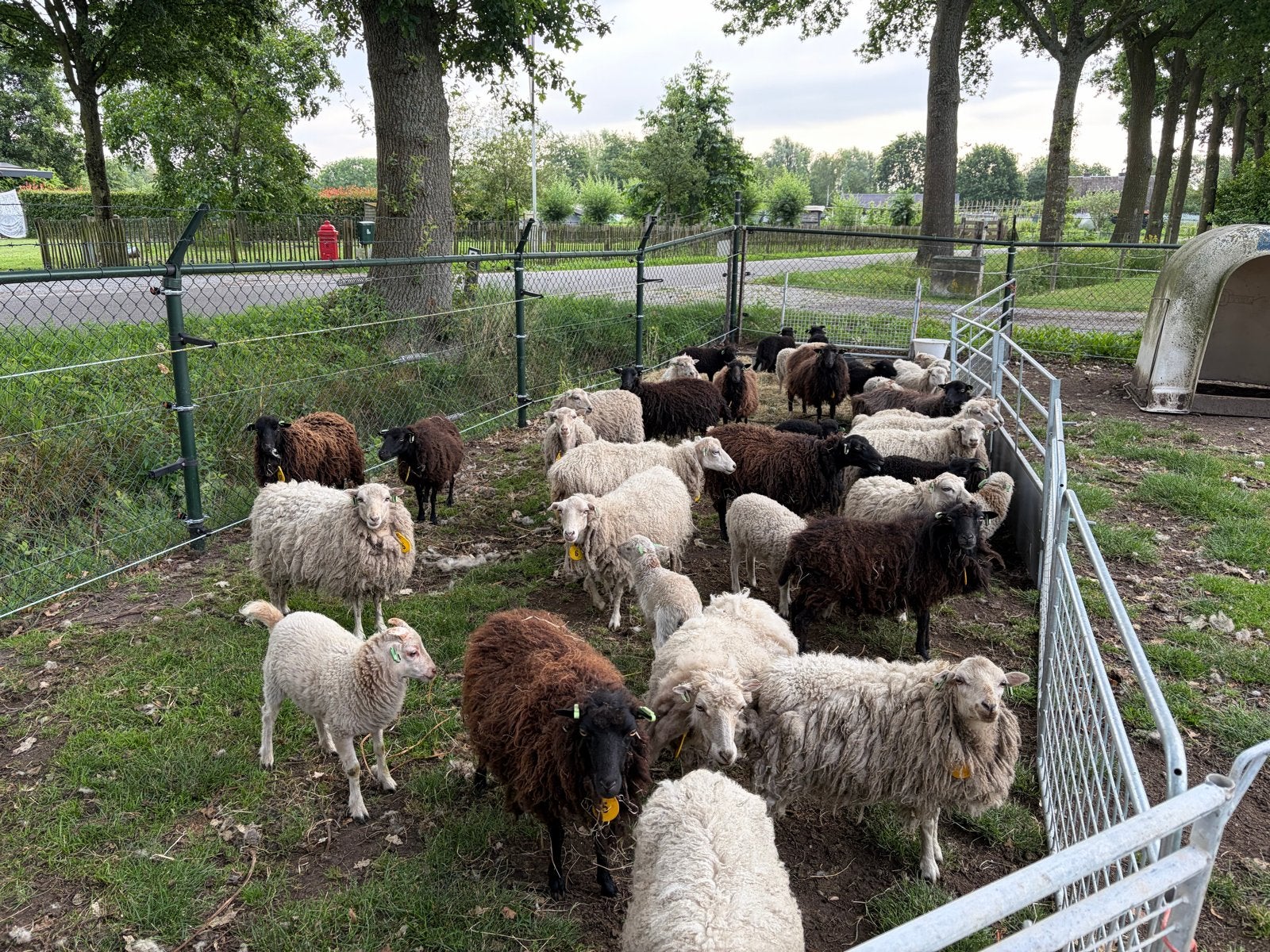 10 Ouessant ooien te koop, Dieren en Toebehoren, Vrouwelijk, Schaap
