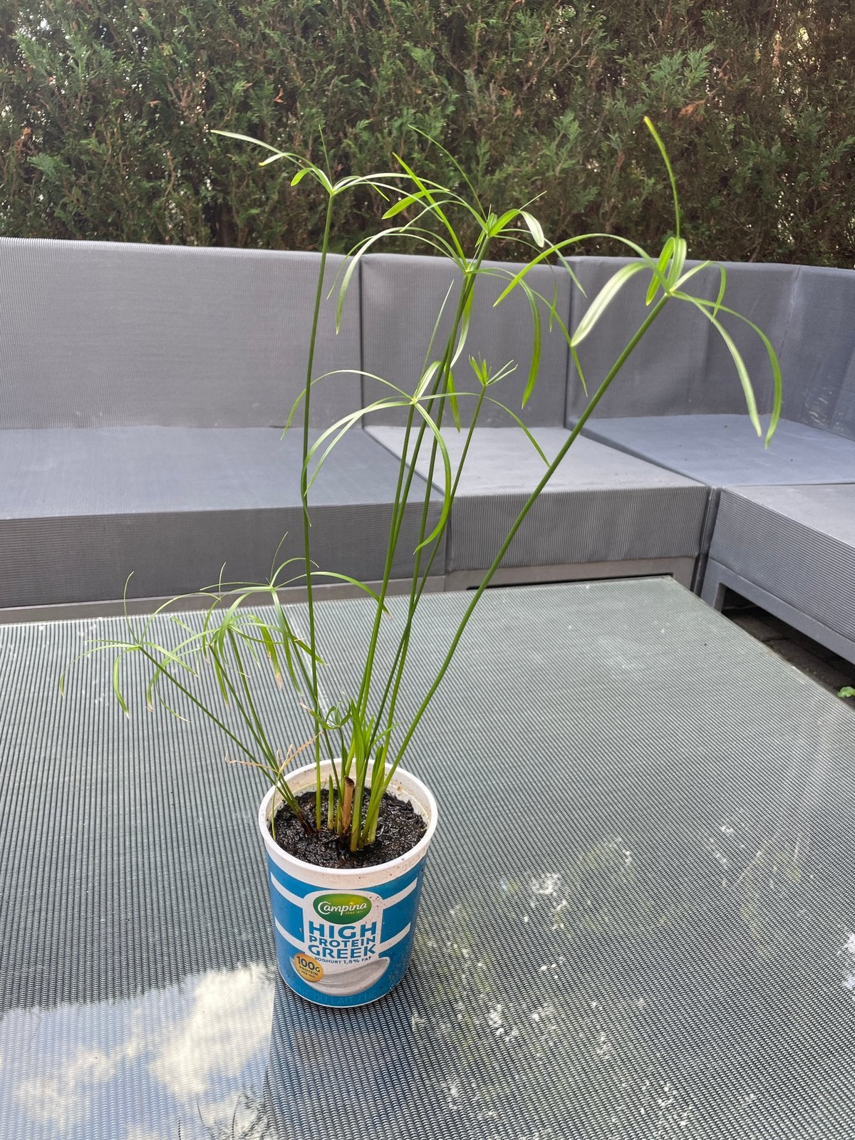 Grote stek van de Parapluplant, Ophalen, 200 cm of meer, Overige soorten, Halfschaduw