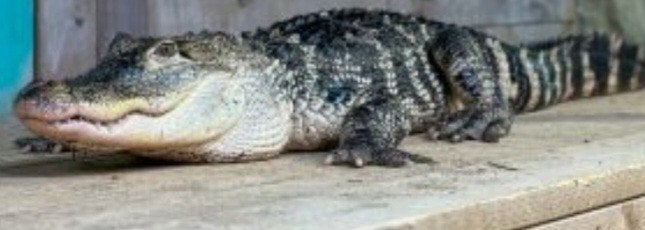 Alligator mississipiensis 0.1 +/- 150 cm, Dieren en Toebehoren, Overige soorten, 7 tot 10 jaar