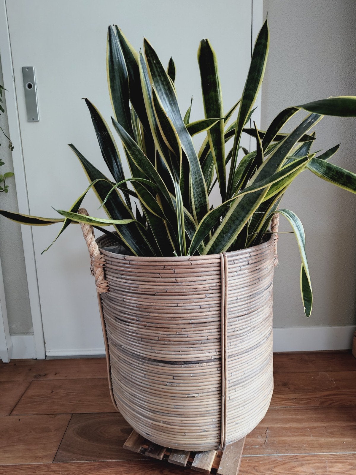 Mooie Sansevieria in grote rieten pot - Zo goed als nieuw, Ophalen, Groen, Natuurlijk materiaal, Landelijk