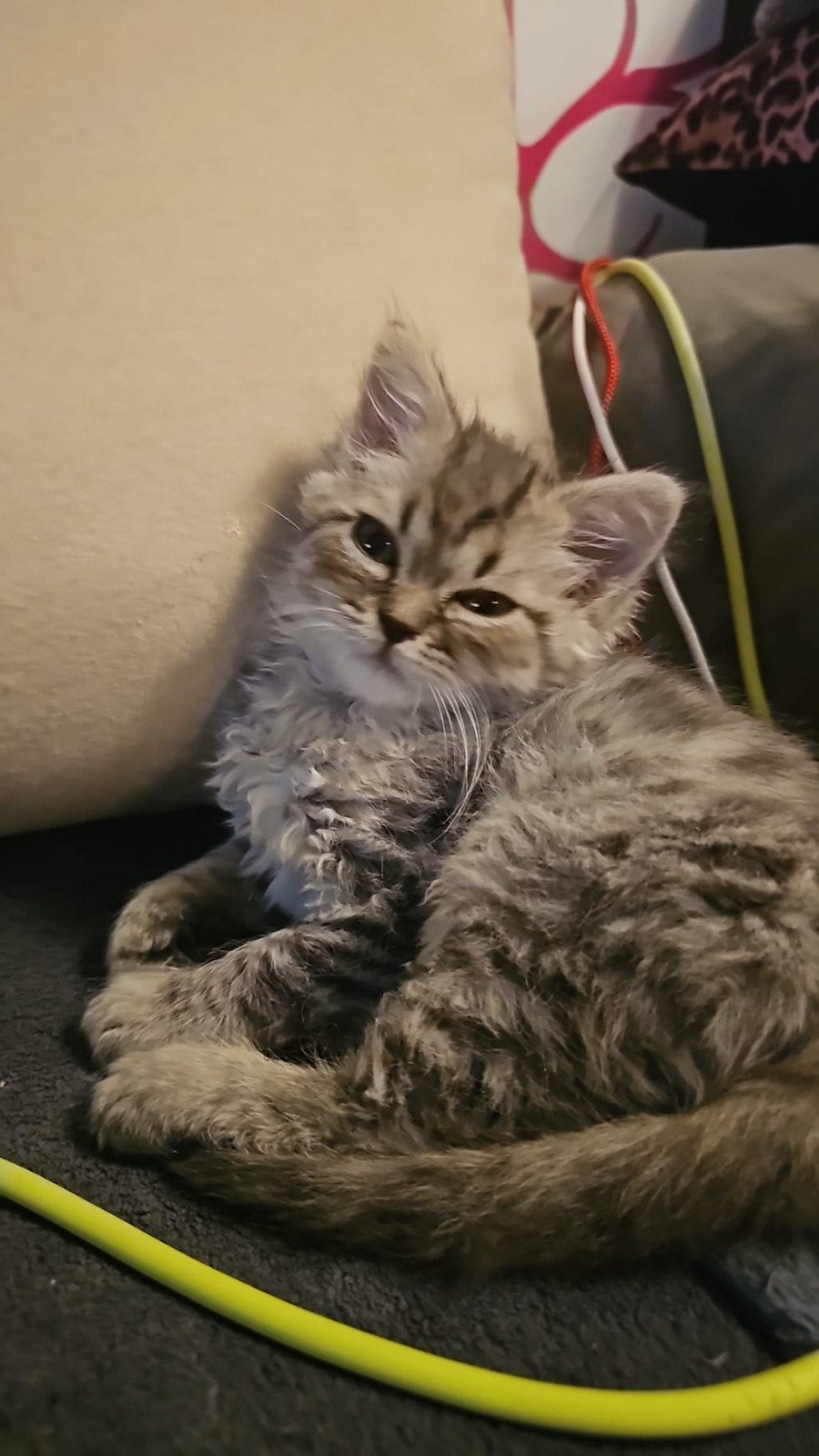 Britse langhaar 10 weken oud, Dieren en Toebehoren, Poes, Ontwormd, 0 tot 2 jaar
