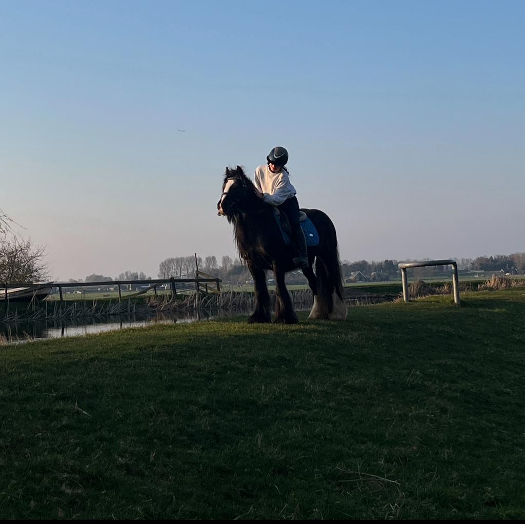 Verzorgpony gezocht ! Zoetermeer, Ophalen, Hond