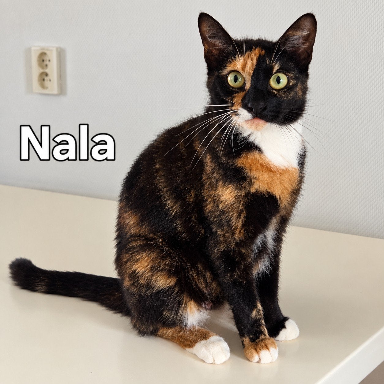 Met spoed liefdevol thuis gezocht voor Simba, Nala & Kiara, Dieren en Toebehoren, Meerdere dieren, Kortharig, 0 tot 2 jaar
