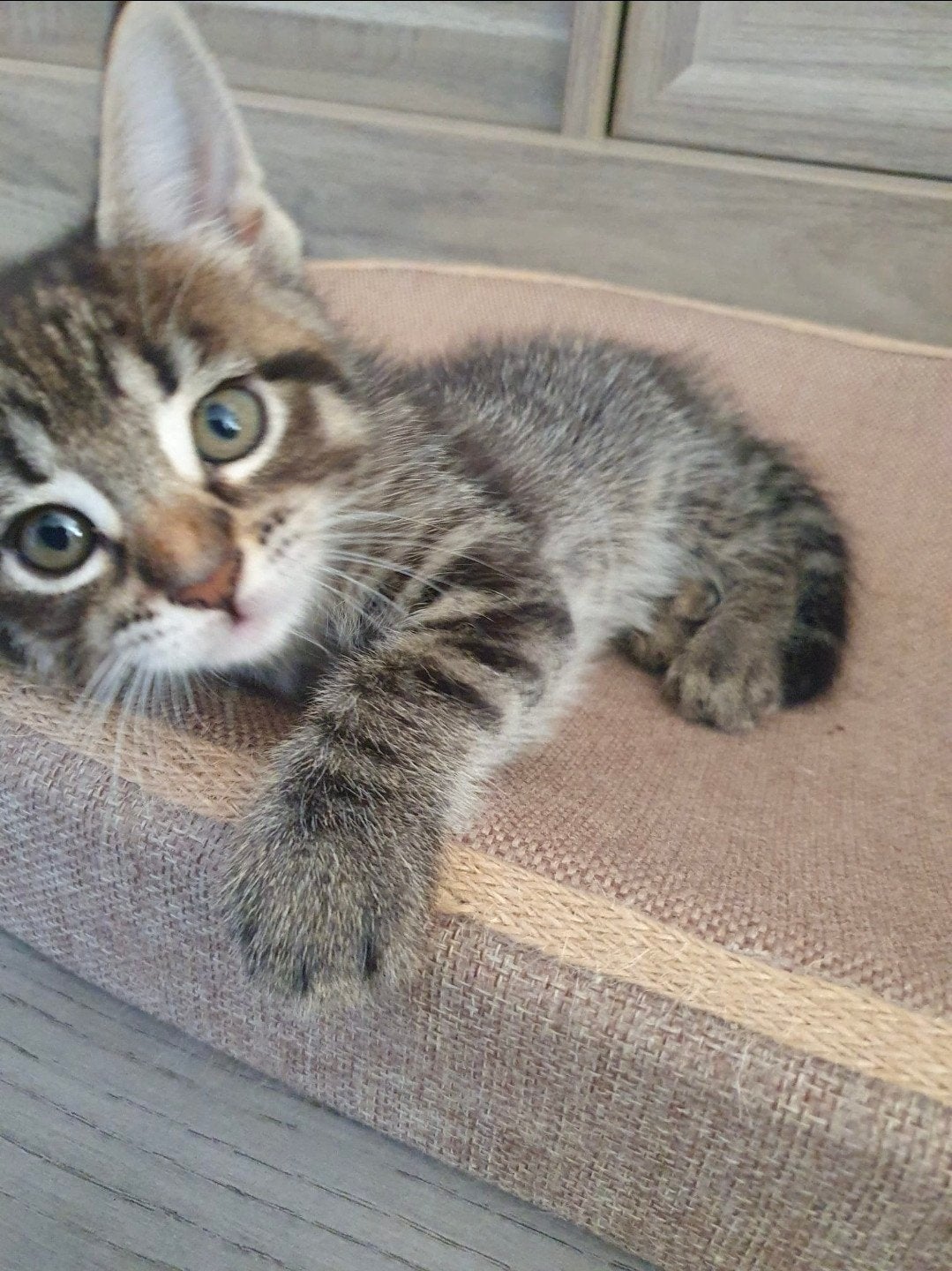 Nog 2 poesjes Maine Coon Blacksmoke x Cyprus kittens, Meerdere dieren, Ontwormd, 0 tot 2 jaar