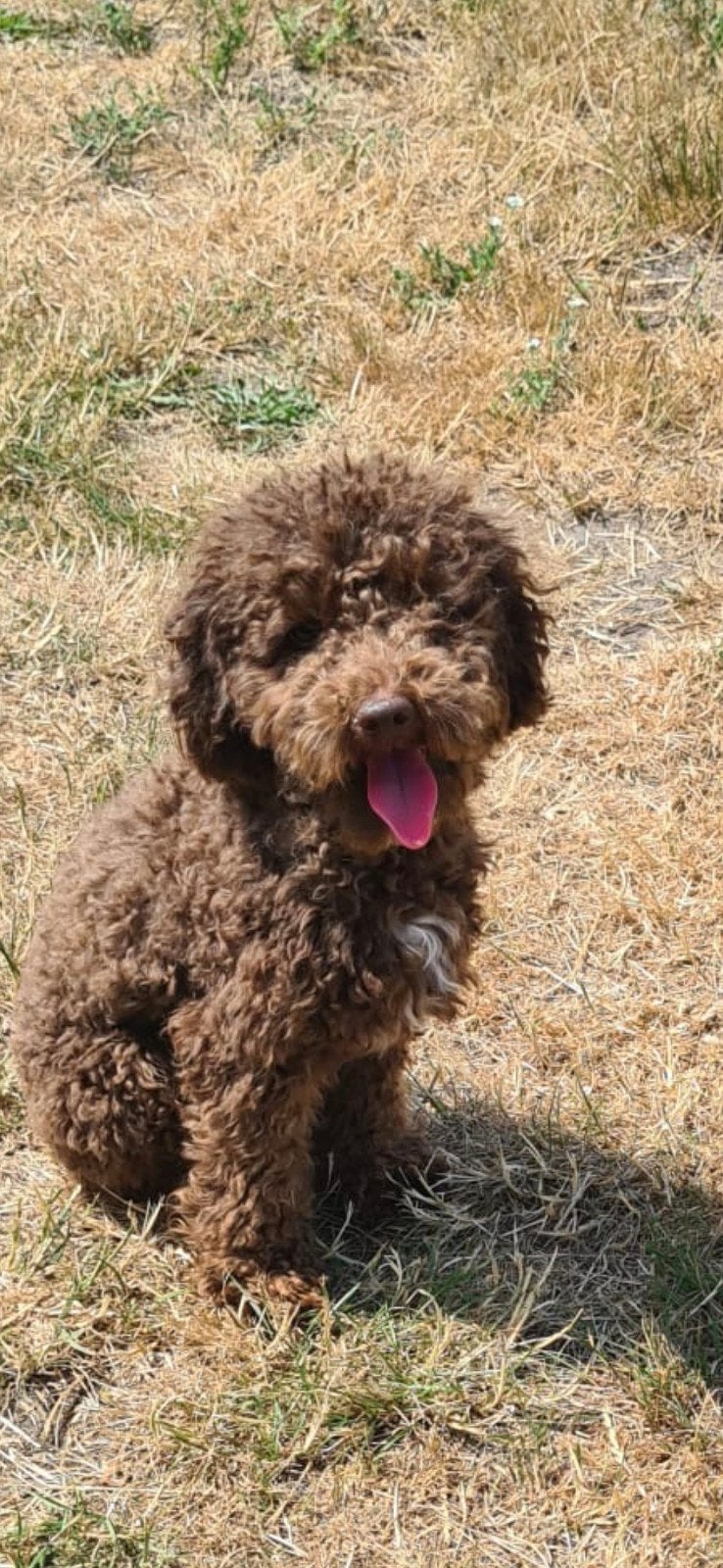 Dek reu toy poedel, Reu, 1 tot 2 jaar, Eén hond, Nederland