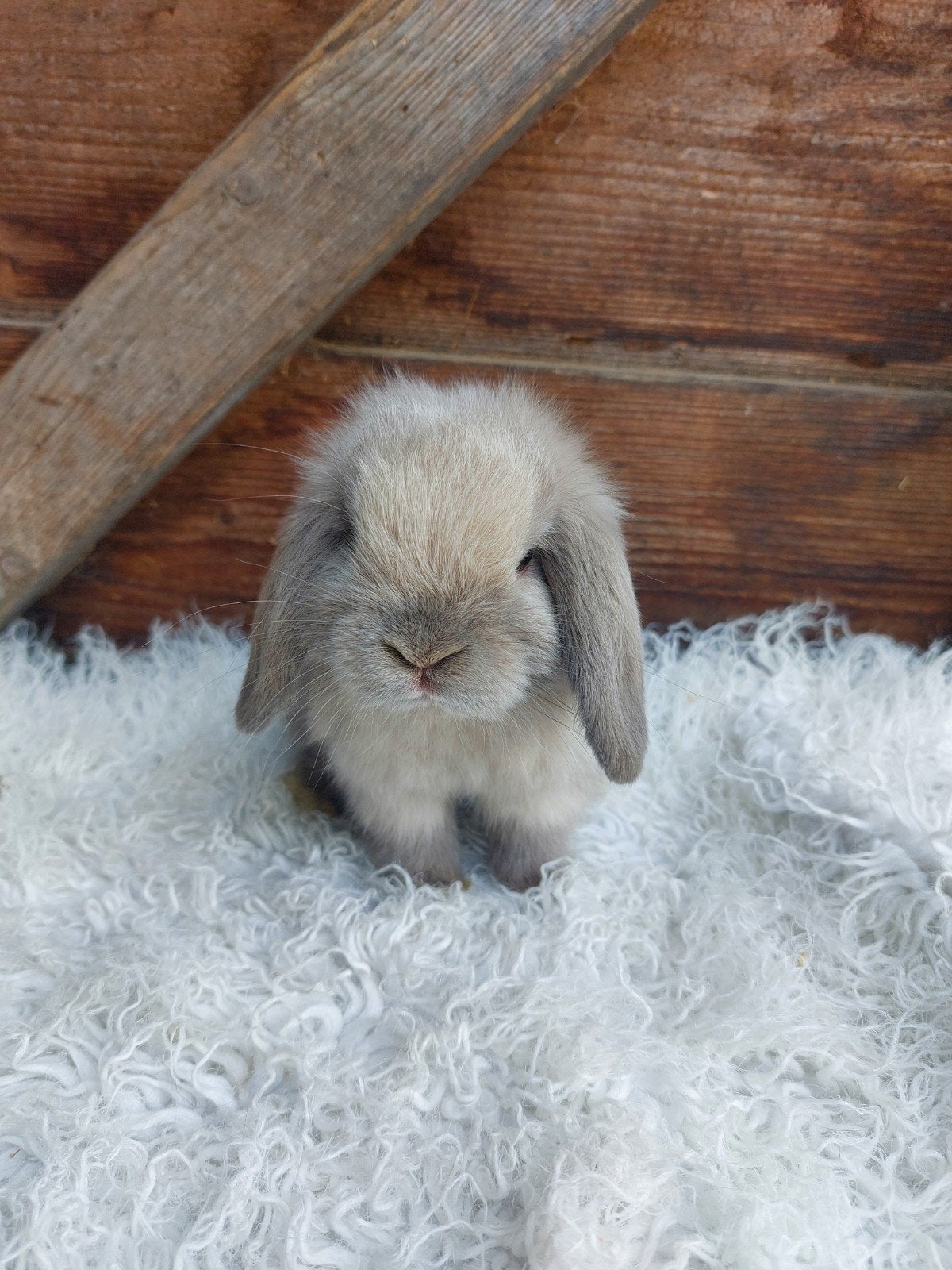 Knap minilop konijntje, Dieren en Toebehoren, Konijnen, Mannelijk, Klein, Hangoor, 0 tot 2 jaar
