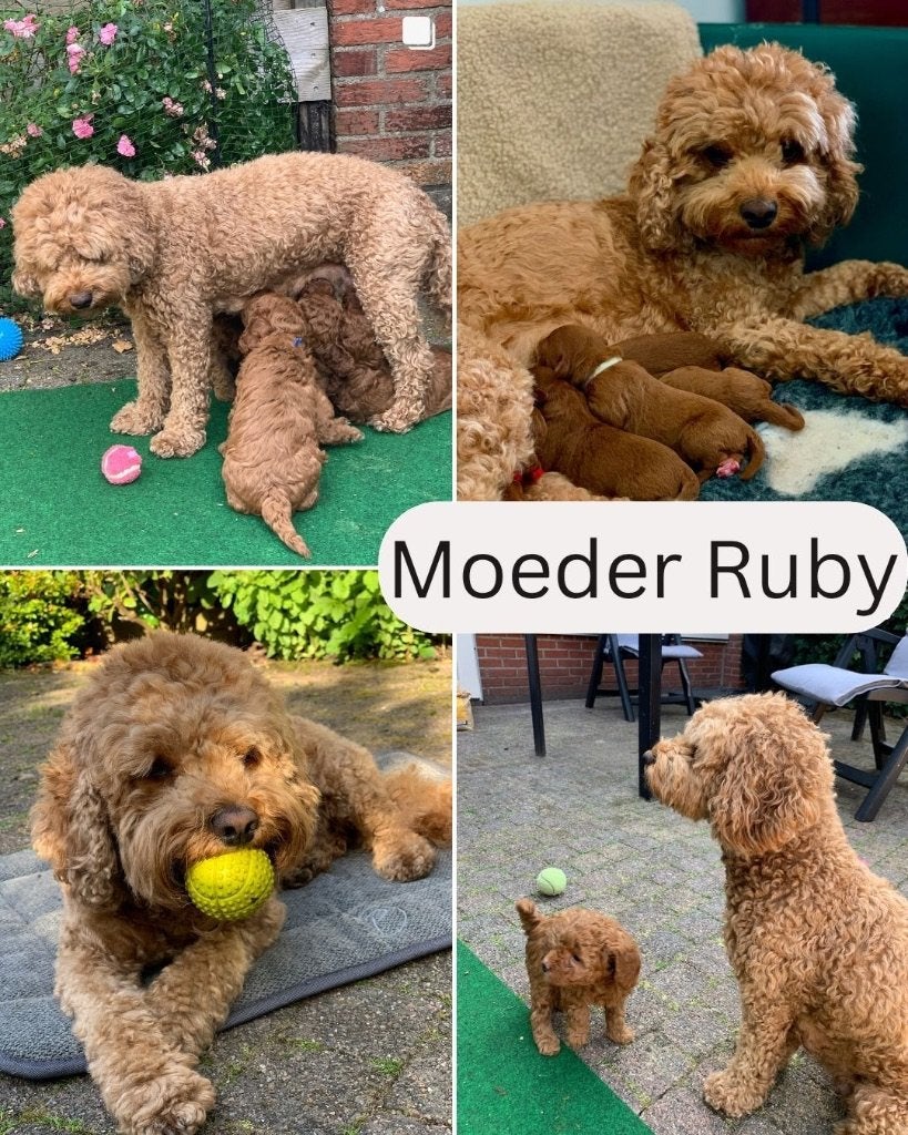 Prachtige Rode Cockapoo x Dwergpoedel pups, Dieren en Toebehoren, Honden | Chihuahua's en Gezelschapshonden, Parvo, 8 tot 15 weken