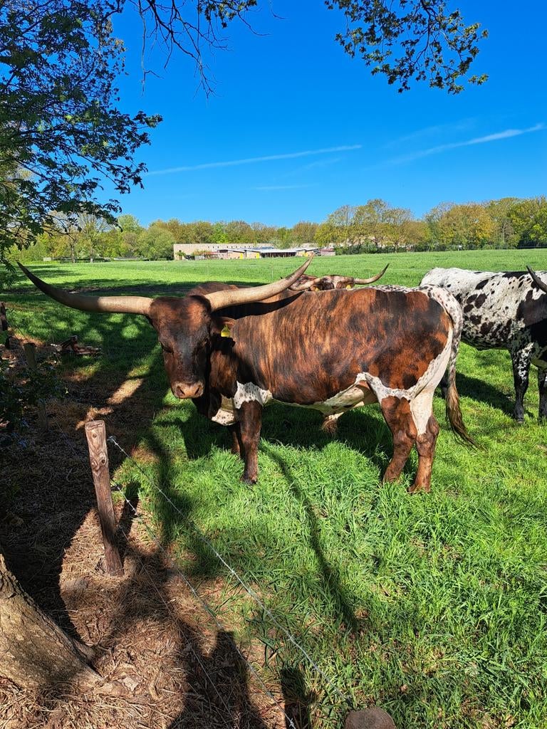 Texas Longhorn stier, Mannelijk, 3 tot 6 jaar