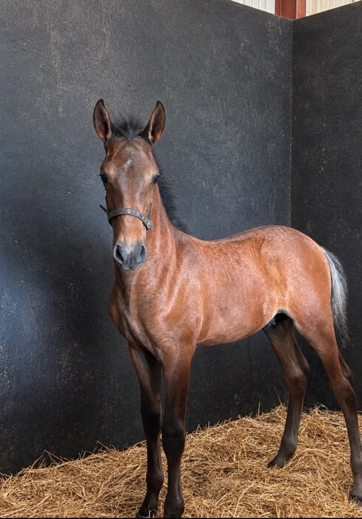 PRE hengst veulen (Andalusiër), Met stamboom, Niet van toepassing, Dressuurpaard, 0 tot 2 jaar