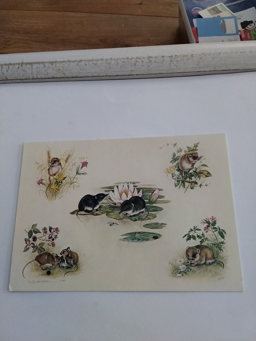 HELEN BABINGTON /  WOELMUIZEN  SPITSMUIZEN.., Ophalen of Verzenden, Sterren en Beroemdheden