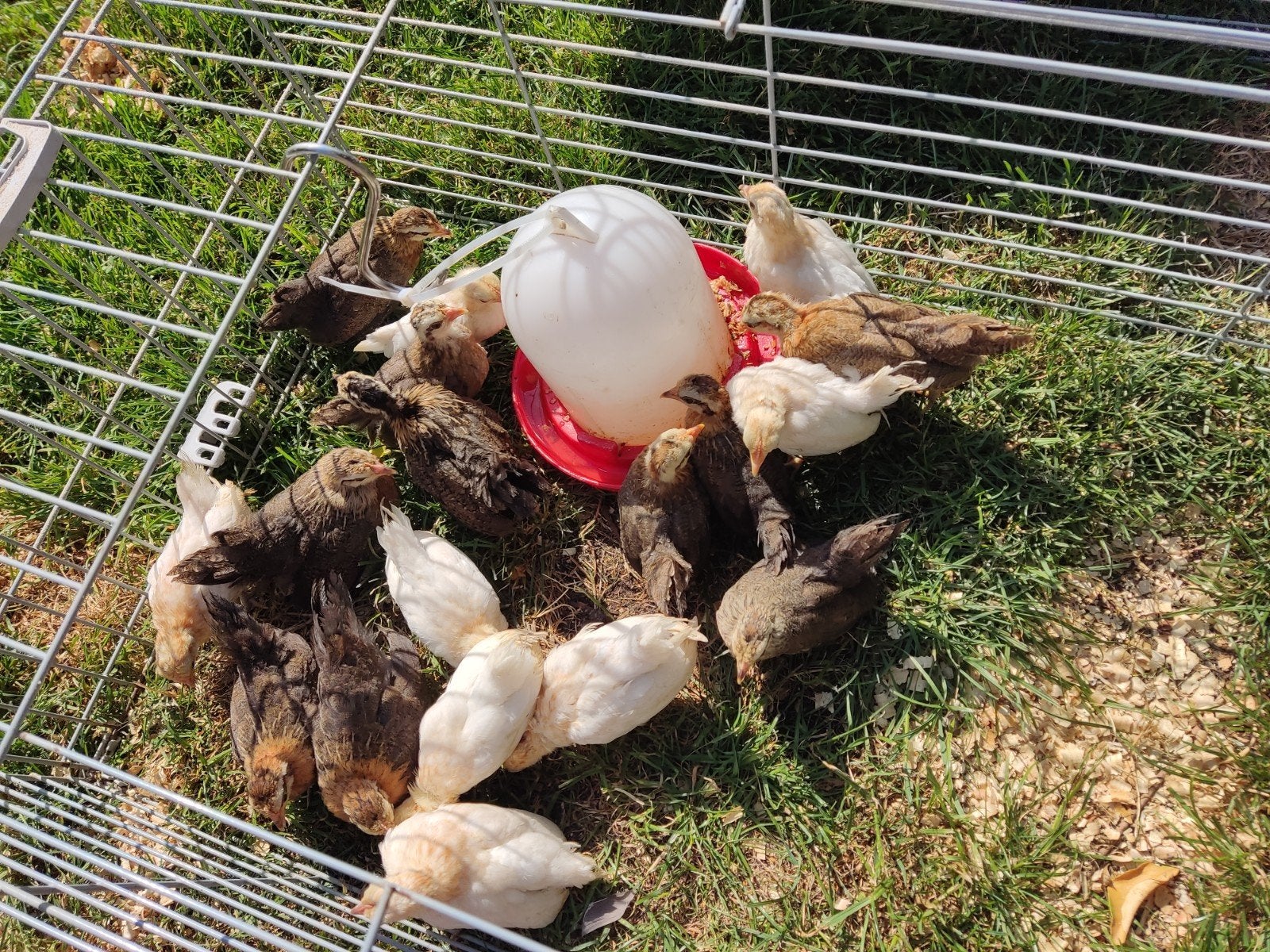 Tamme Hollandse kriel, Meerdere dieren, Kip